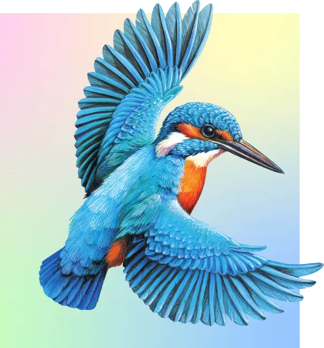 eisvogel